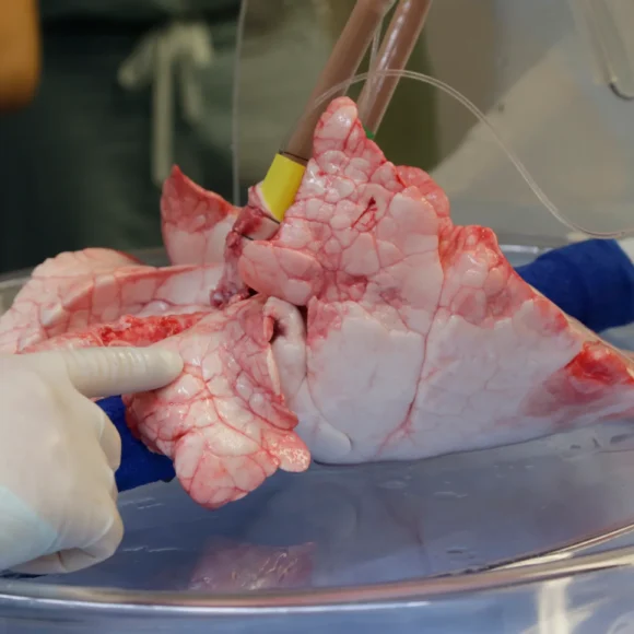 Real Human Lungs For Sale 1 580x580