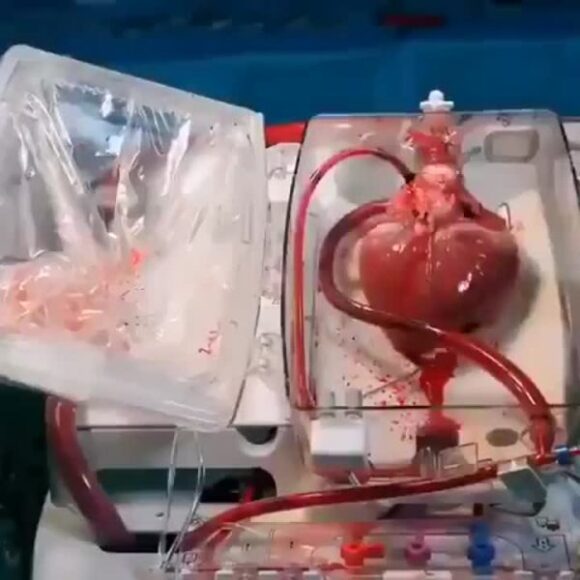 human heart 600x600 1 580x580